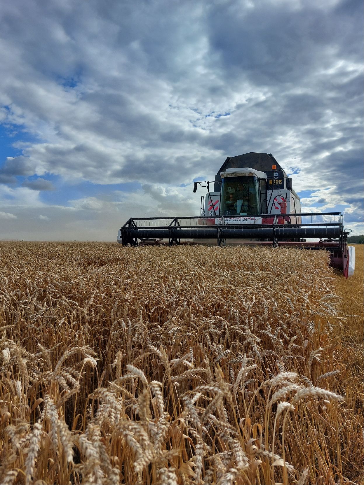 В этом году планируется собрать не менее 164 тыс тонн зерна