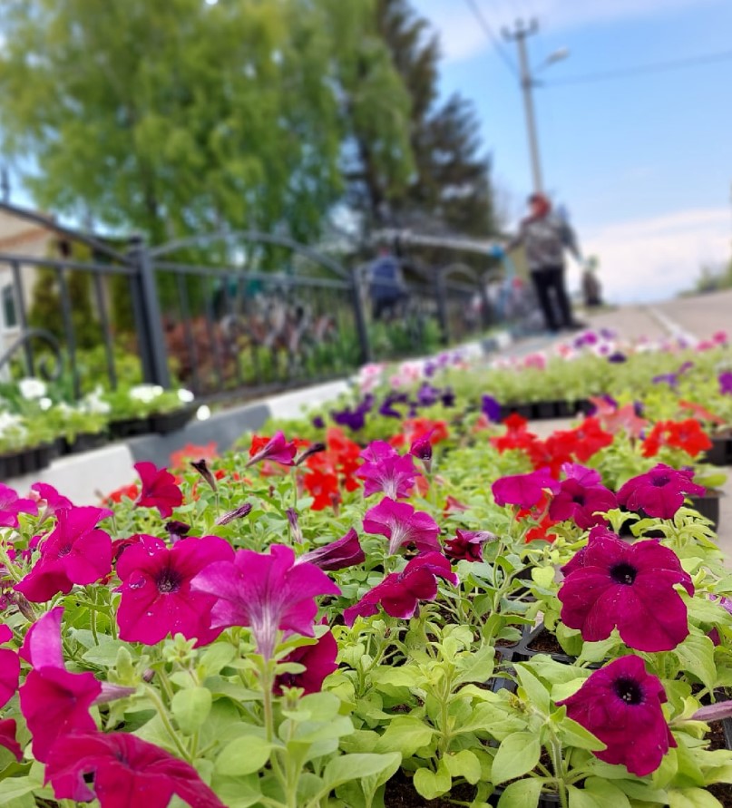 Более 3, 5 тысяч цветов высадят на улицах Бирюча, Засосны и Ливенки