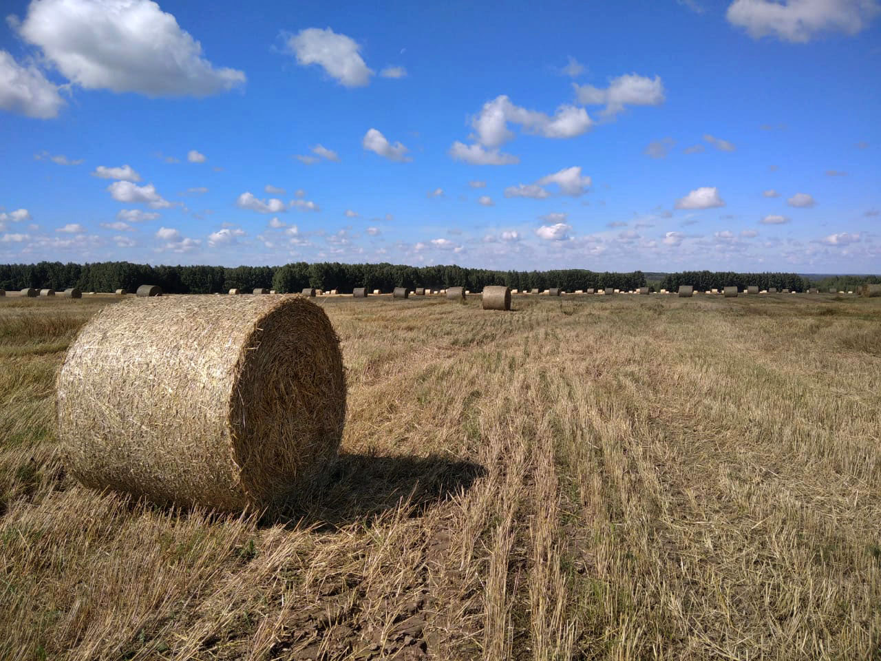 Сельхозпредприятия Красногвардейского района активно занимаются заготовкой кормов для скота.