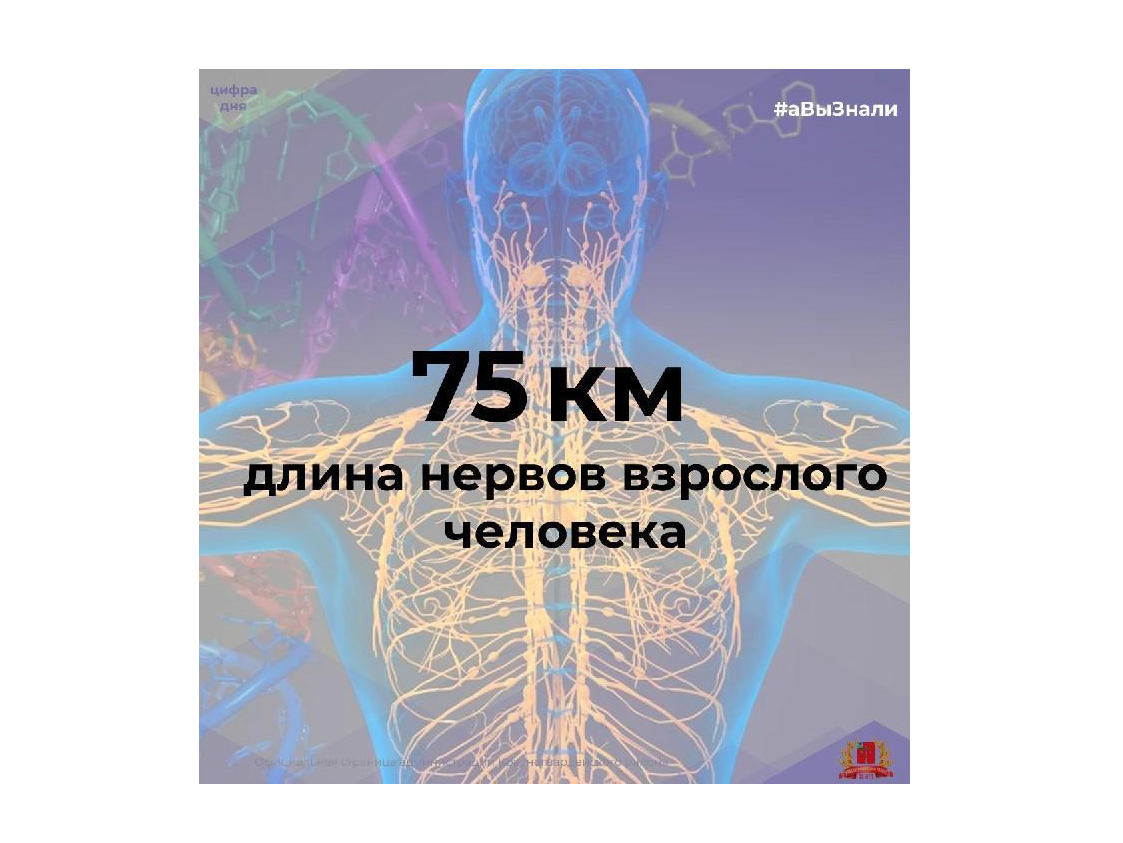 #аВыЗнали, что у взрослого человека общая длина нервов, расходящихся по всему телу, составляет 75 км?.