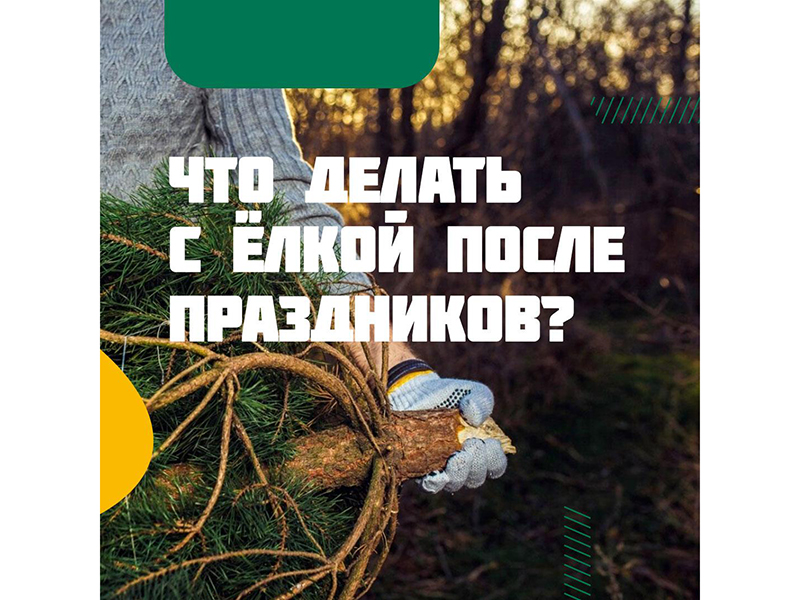 Праздники закончены, салаты съедены, новогодние фильмы просмотрены — осталась только она... уже увядающая зелёная красавица.