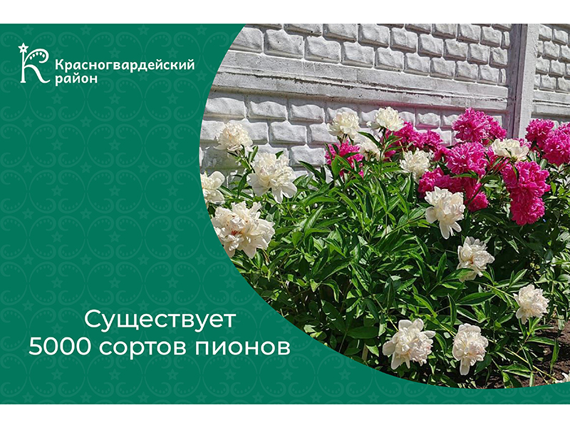 #АВыЗнали, что существует около 5000 сортов пионов?.