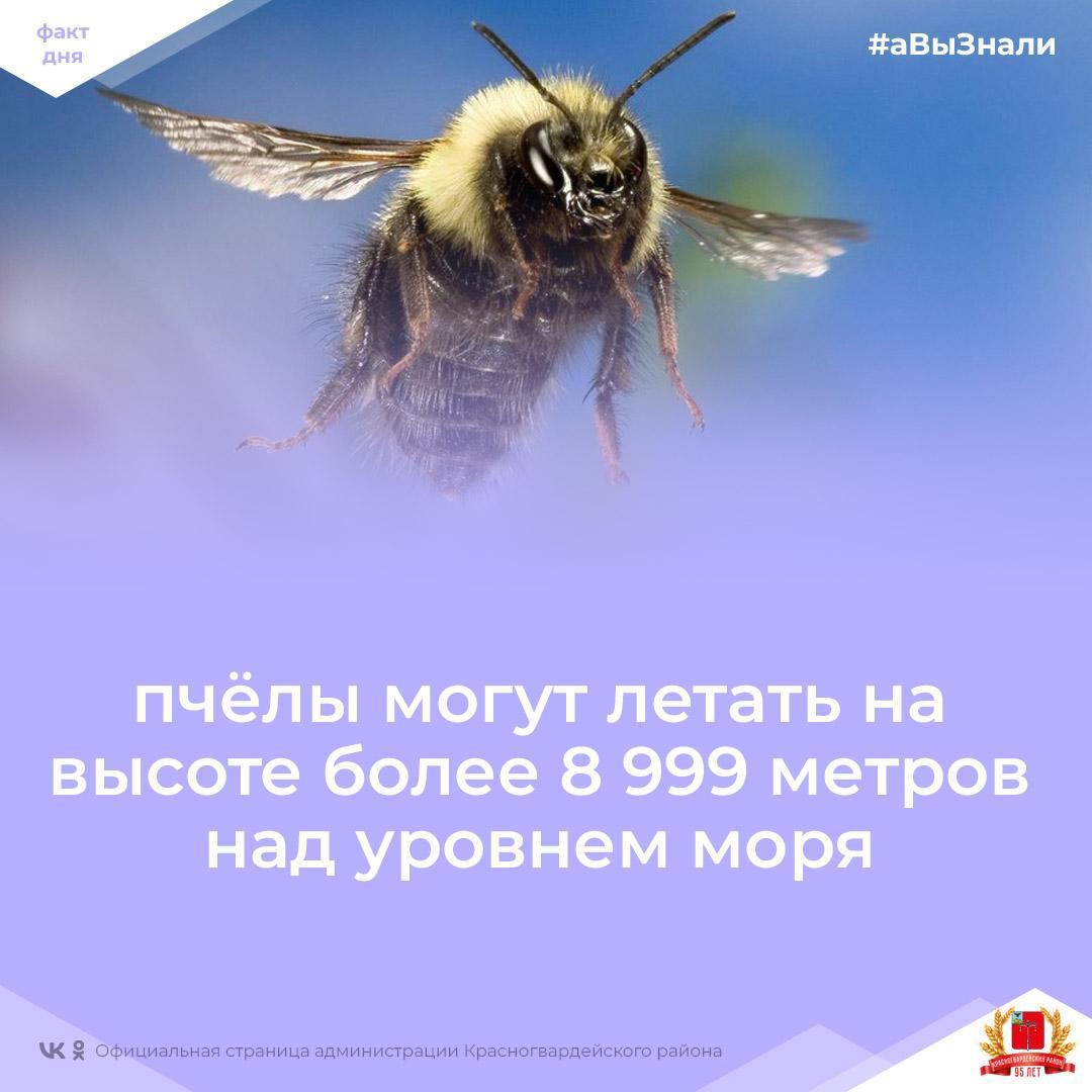 #аВыЗнали, что пчёлы могут летать выше Эвереста?.
