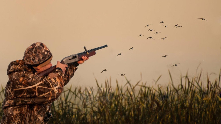 Осуществление спортивной и любительской охоты на территории Белгородской области запрещено.