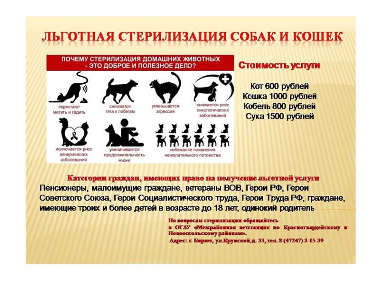 Льготная стерилизация собак и кошек.