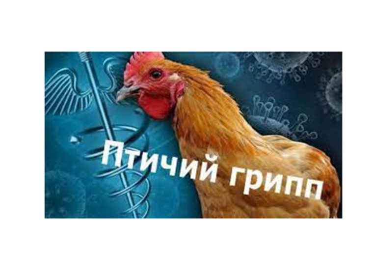 Птичий грипп. Птичий грипп.