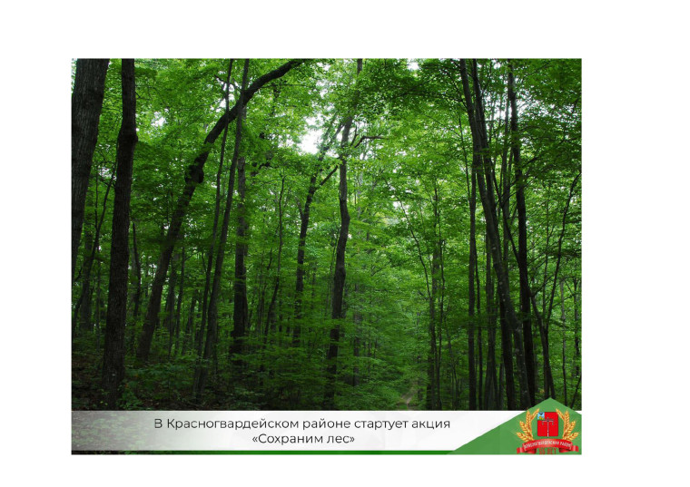 В Красногвардейском районе стартует акция «Сохраним лес».