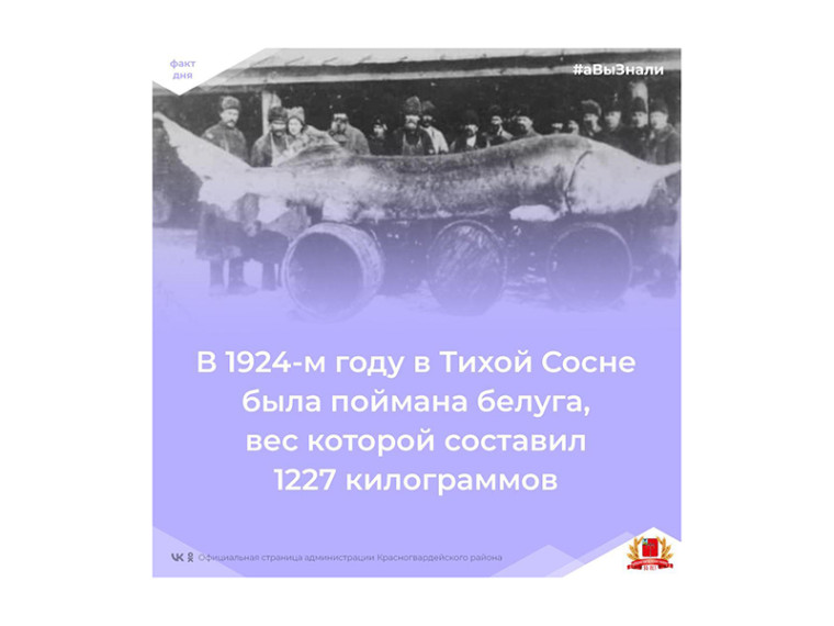 #аВыЗнали, что в Тихой Сосне в 1924-м году была поймана белуга, вес которой составил 1227 килограммов?. #аВыЗнали, что в Тихой Сосне в 1924-м году была поймана белуга, вес которой составил 1227 килограммов?.