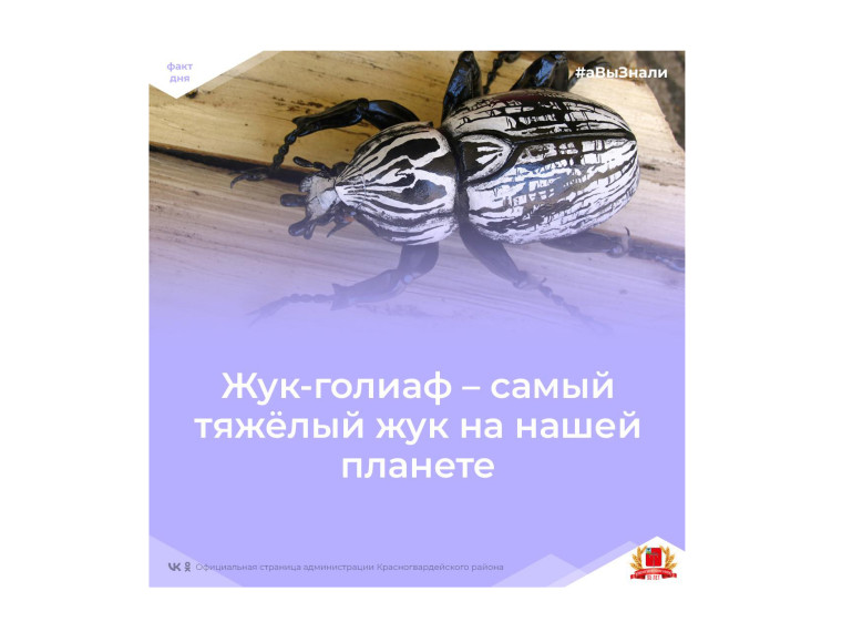 #аВыЗнали, что жук-голиаф самый тяжёлый жук на планете?. #аВыЗнали, что жук-голиаф самый тяжёлый жук на планете?.