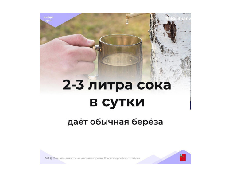 #аВыЗнали, что обычная береза дает 2-3 литра сока в сутки, однако крупное дерево может дать и более 7 литров?. #аВыЗнали, что обычная береза дает 2-3 литра сока в сутки, однако крупное дерево может дать и более 7 литров?.