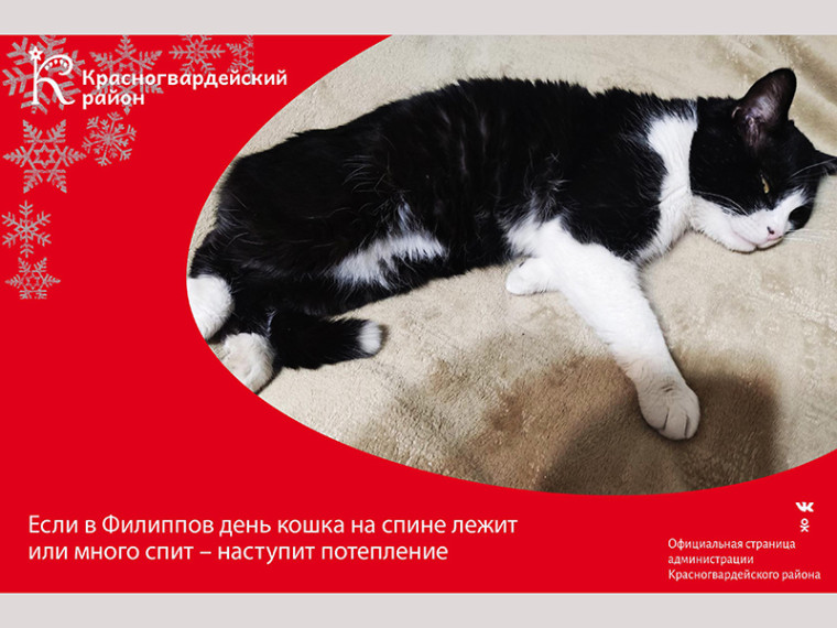 #Авызнали, что если в Филиппов день кошка на спине лежит или много спит – наступит потепление?. #Авызнали, что если в Филиппов день кошка на спине лежит или много спит – наступит потепление?.